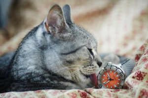 Kat der slikker på et ur fra Seiko
